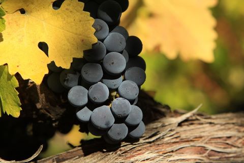 Harvest Celebration