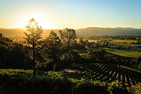 Sunset over Thomas Vineyard