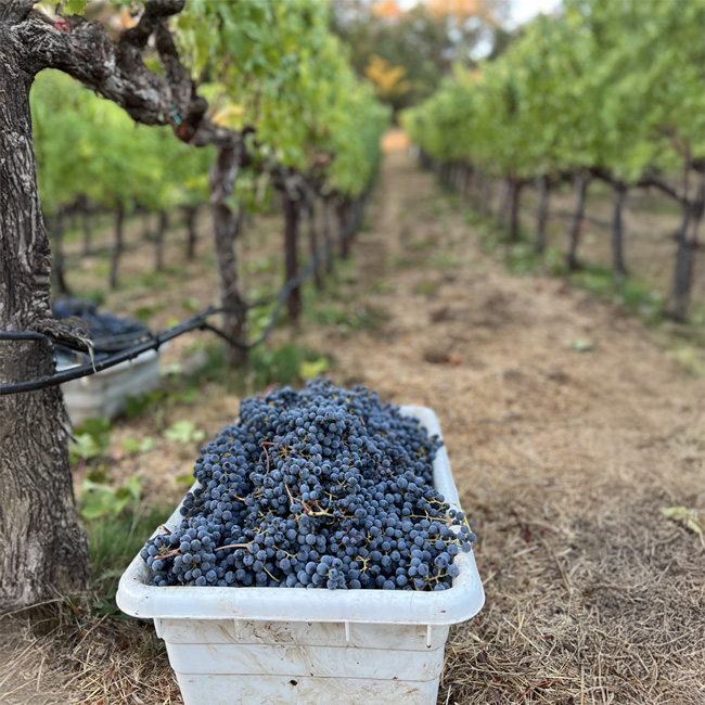 Alpha Omega Grapes