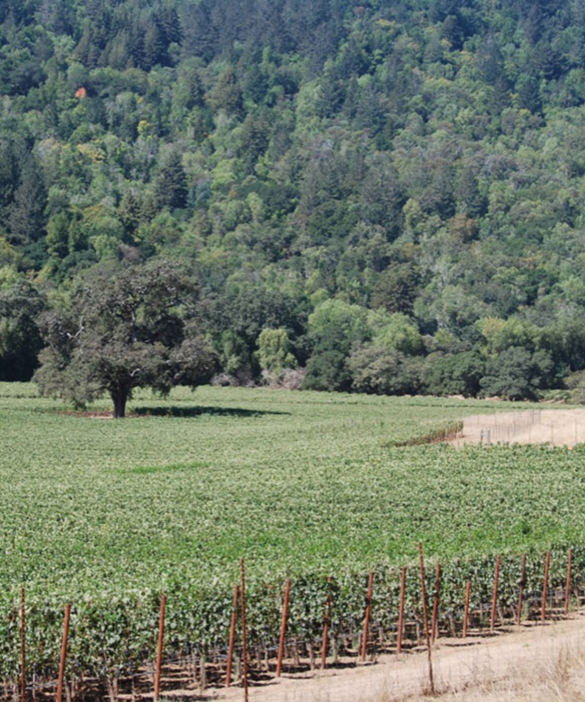 Alpha Omega Lamoreaux Vineyard