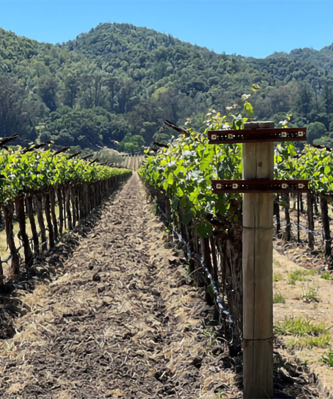 Alpha Omega Sleeping Lady Vineyard