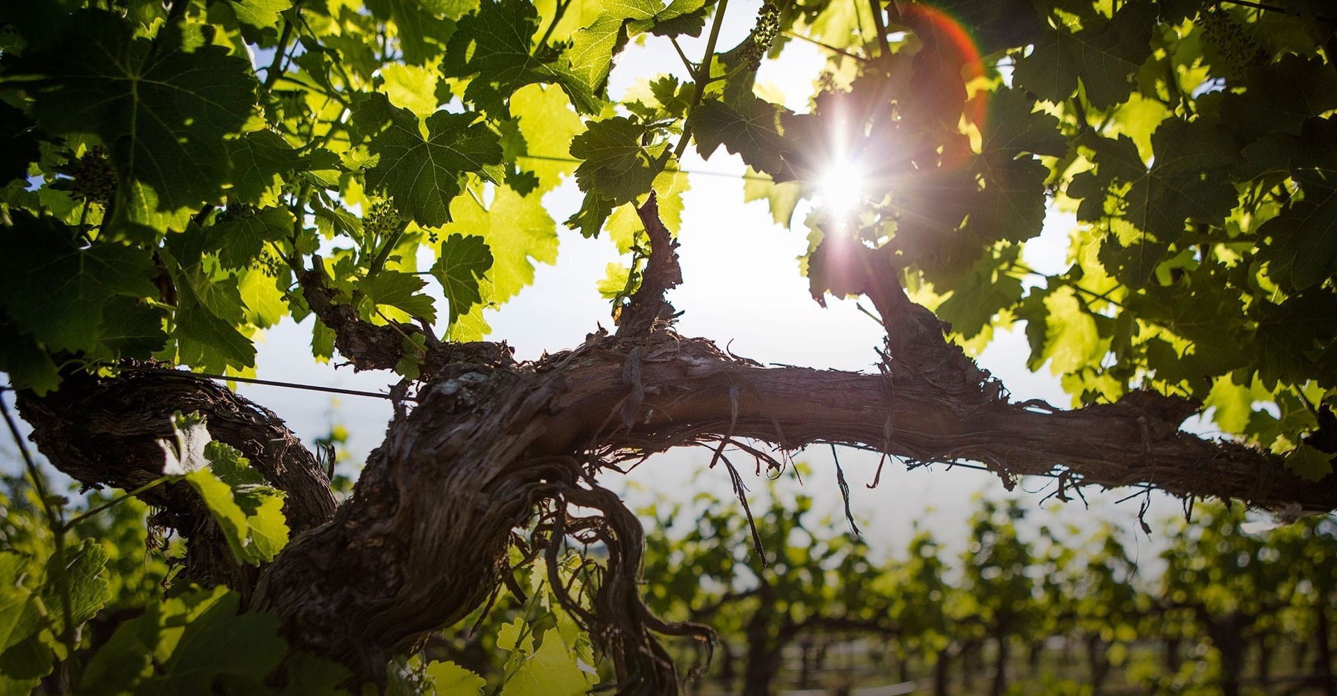 Grapevine