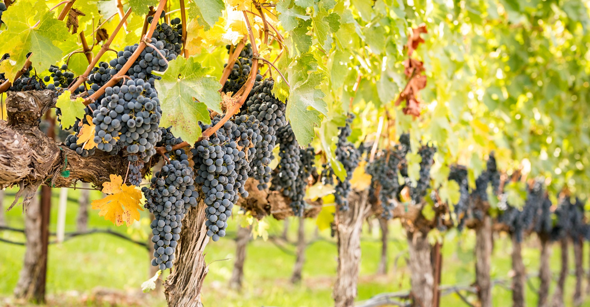 Cabernet Grapes