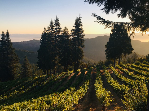 ERA Elite Exclusive Drew Vineyard Tour and Lunch