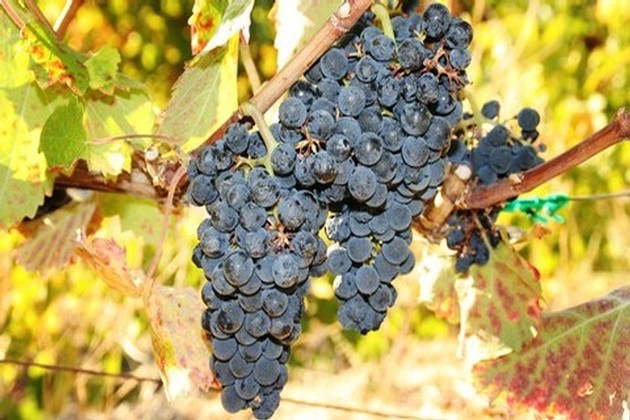 Harvest Celebration 2023