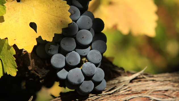 Season of Harvest Virtual Tasting Experience