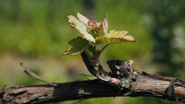 Spring Revival Virtual Tasting 2024