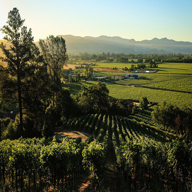 1-Thomas_Vineyards-V2