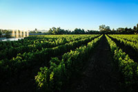 Alpha Omega Winery vineyard