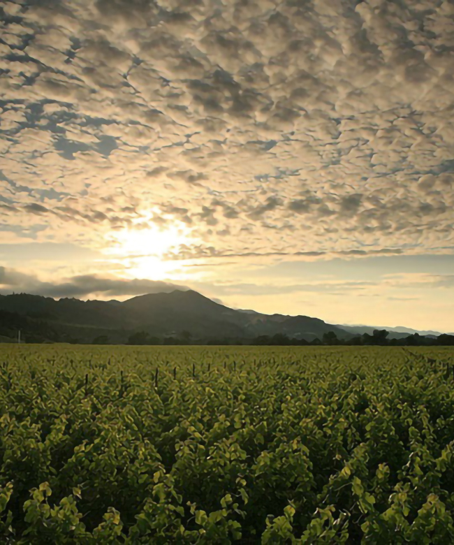 5-Beckstoffer-To-Kalon