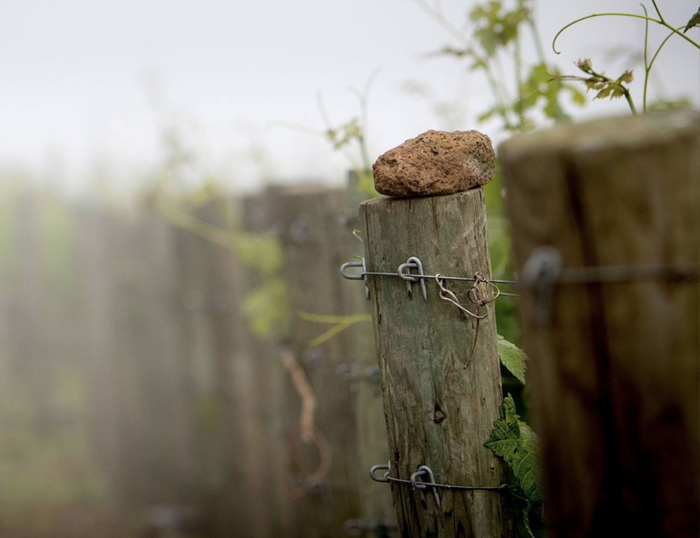 Alpha-Omega-Vineyard-Fog