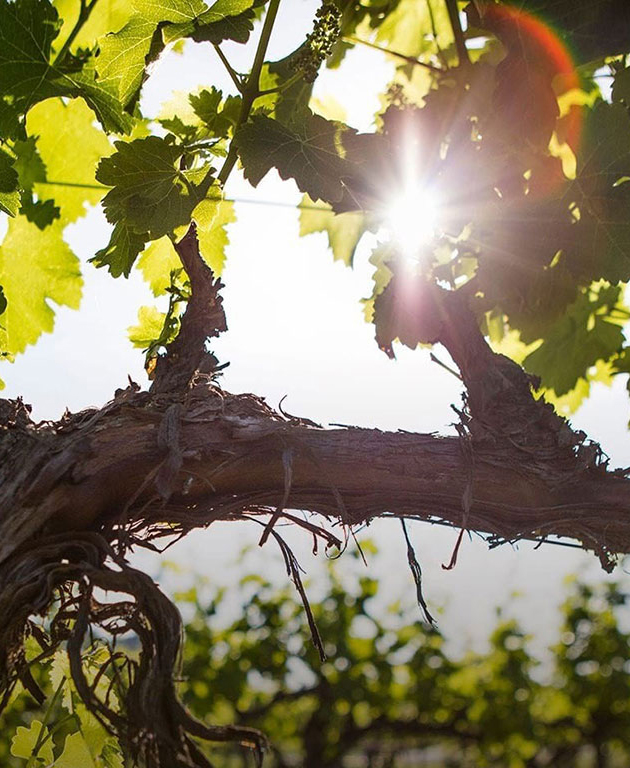 Alpha-Omega-land-trust_V1