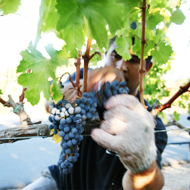 Pruning_Vine_To_Bottle_650x650