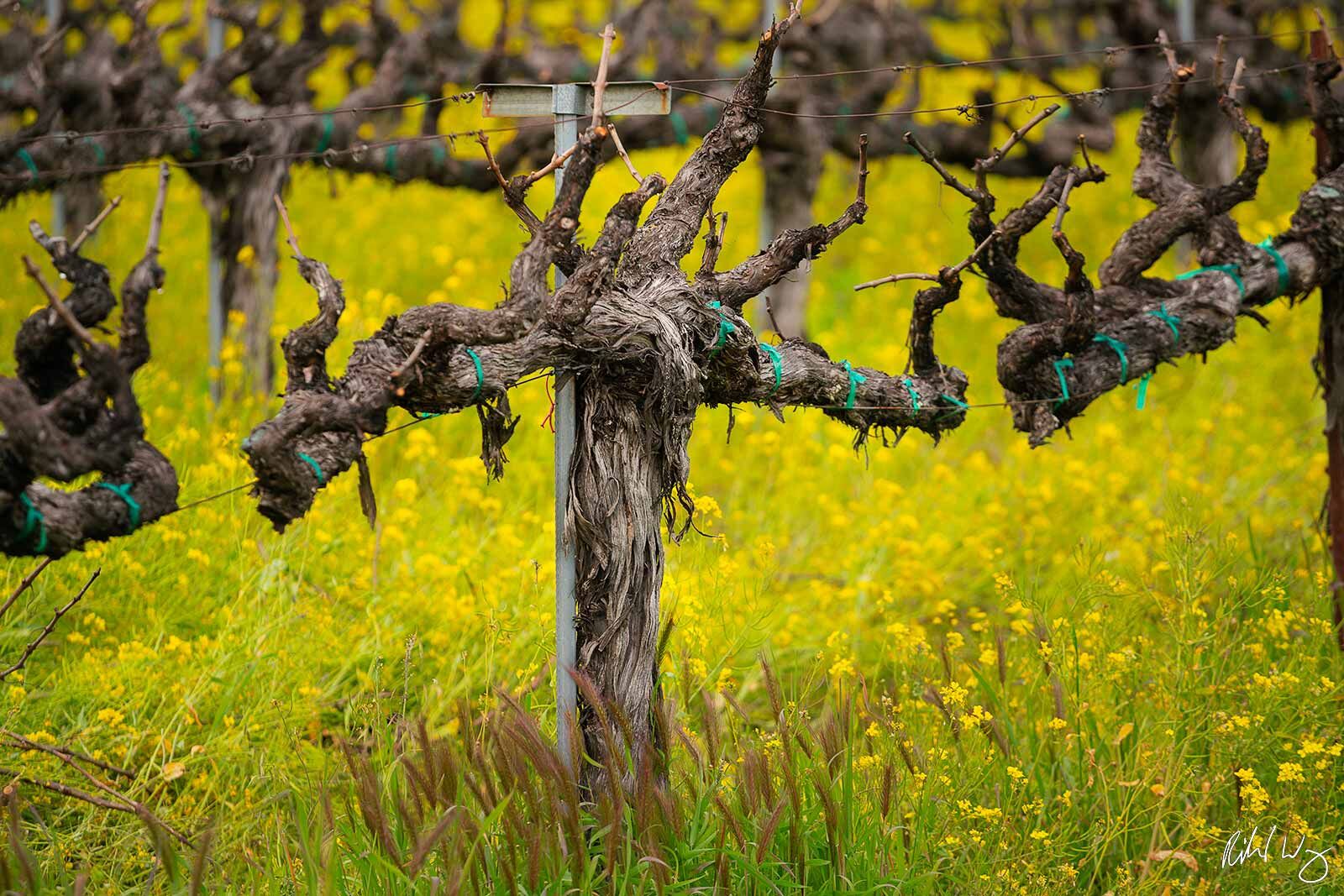 Mustard Flowers in the Vineyard