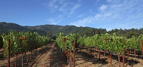 Las Piedras Vineyard