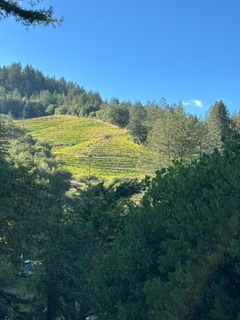 Dry-farmed Cabernet Sauvignon vines on steep terraces at Paratus Vineyard, Mt. Veeder, Napa Valley