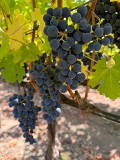 Cluster 2026 Harvest