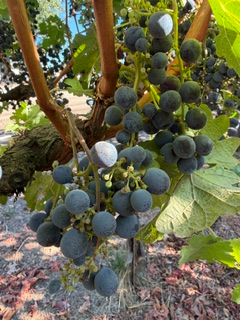 Harvest 2026