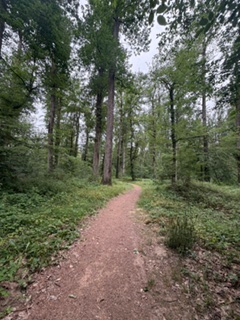 Biking through the historic Tronçais oak forest in central France